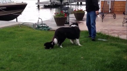 Tour de manège gratos pour ce chiot! Allez!!!!!!