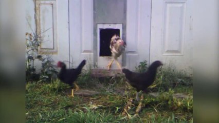 Compilation d'oiseaux hilarants...