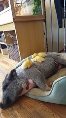 Une jolie petite famille : cochon et poussin