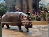 Cet hippopotame est un gros dégueulasse...
