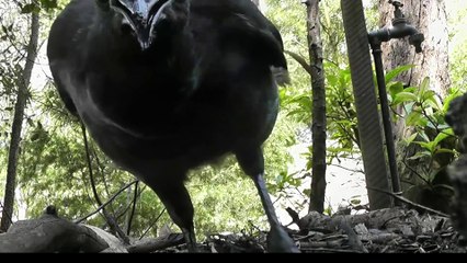 Cet oiseau découvre qu'il est filmé!