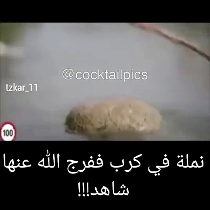 شاهد كيف أنقذ الله سبحانه وتعالى هذه النملة من الغرق !