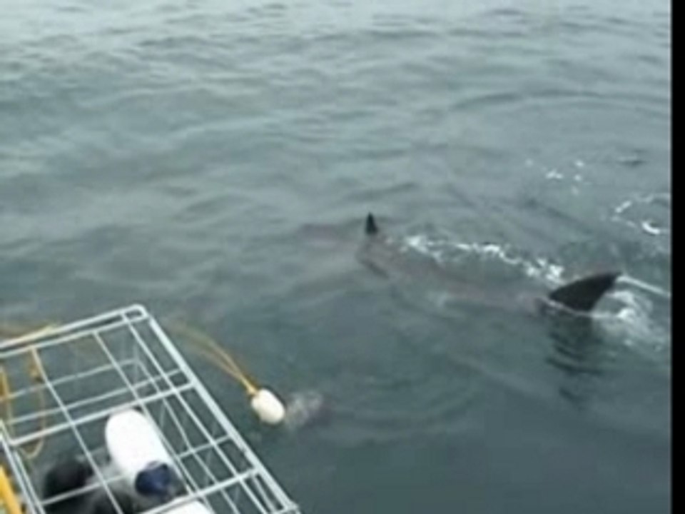 Pierre rencontre le requin blanc.