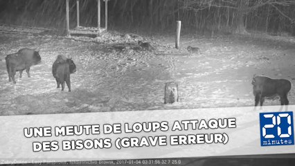 Une meute de loups attaque des bisons (grave erreur)