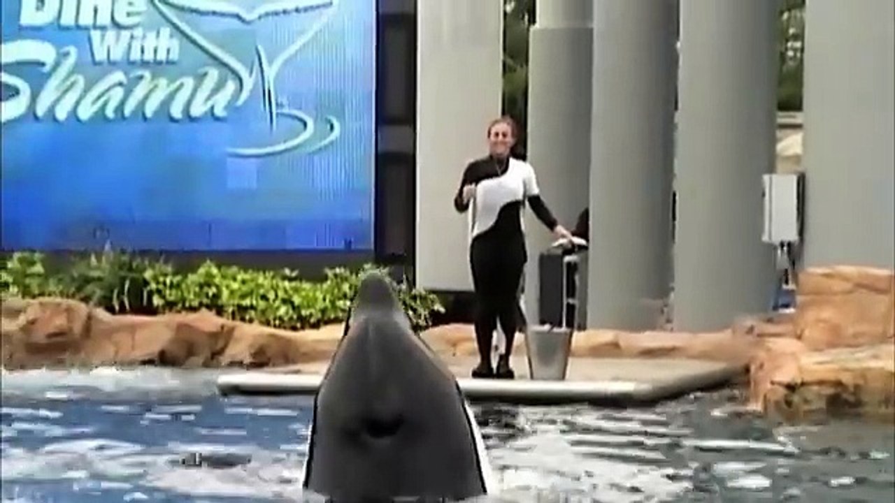 Blackfish - Official Trailer (HD) Documentary, Orca