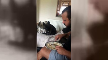 These dogs know who's boss when there's food around