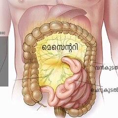 മനുഷ്യ ശരീരത്തില്‍ പുതിയ  അവയവം കണ്ടെത്തി ഐറിഷ്  ശാസ്‌ത്രജ്ഞർ