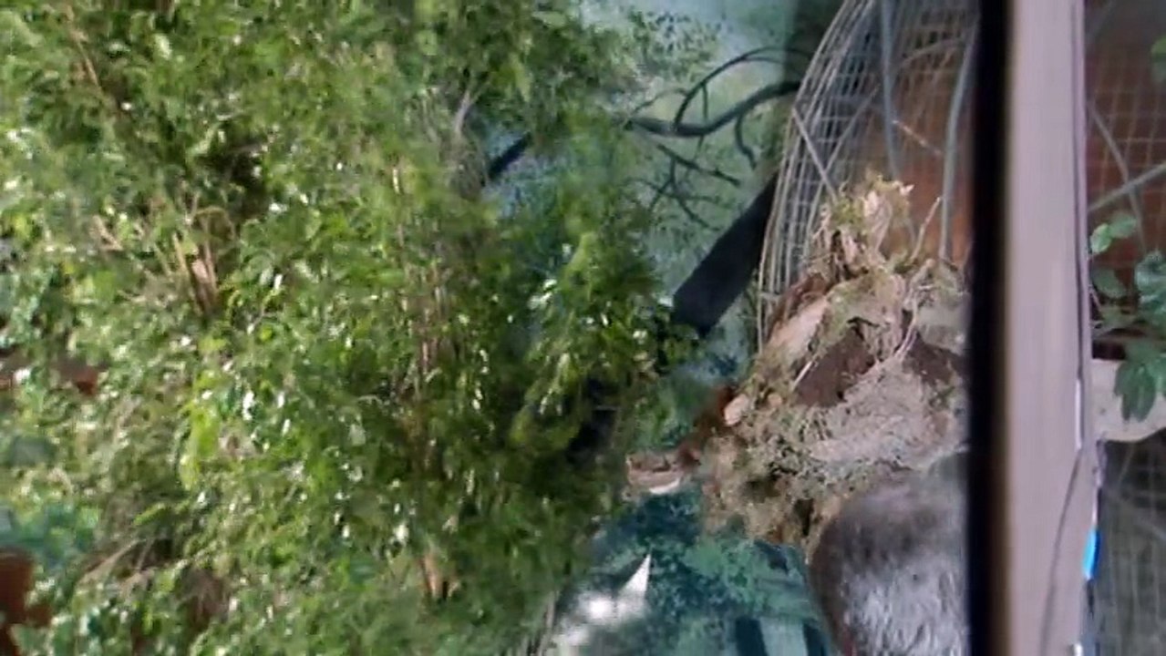 Desperate Housewives S 4 Extra 01 Tornado video Dailymotion