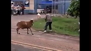 Angry Billy Goat Terrorizes Town   Whatsapp video   Funny Video