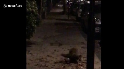 Man captures brutal fox fight in north London street