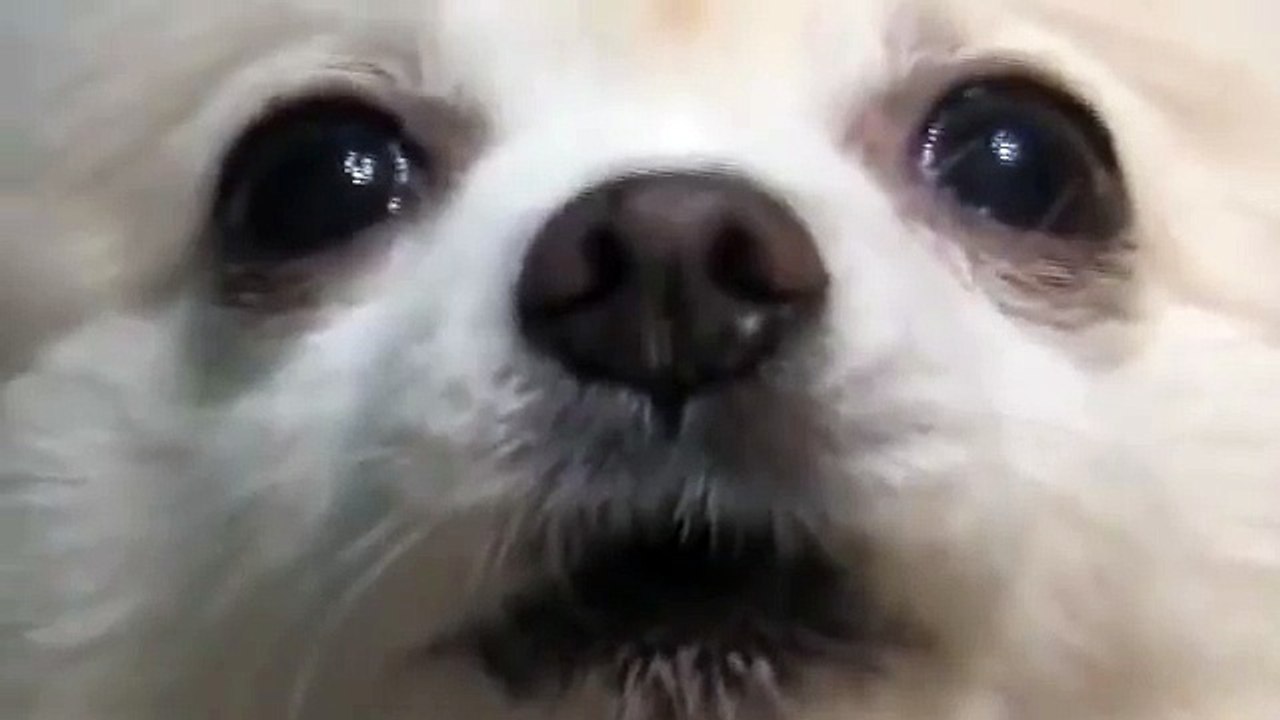 dog, dog