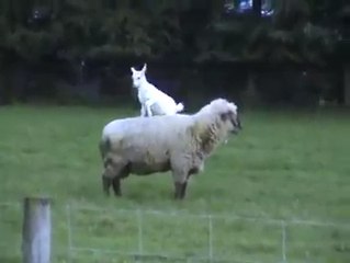 Zıpır keçi yavrusu ve uysal koyun