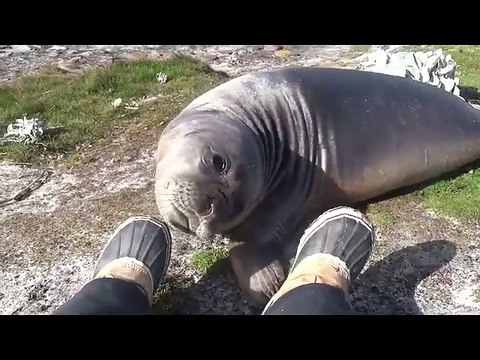 Un éléphant de mer fait un roulé boulé dans une pente !