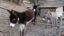 حمار ذكي و أذكى من بعض البشر هههههههههه