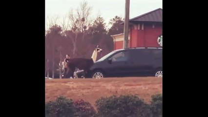 Etats-Unis : un lama en balade dans la rue