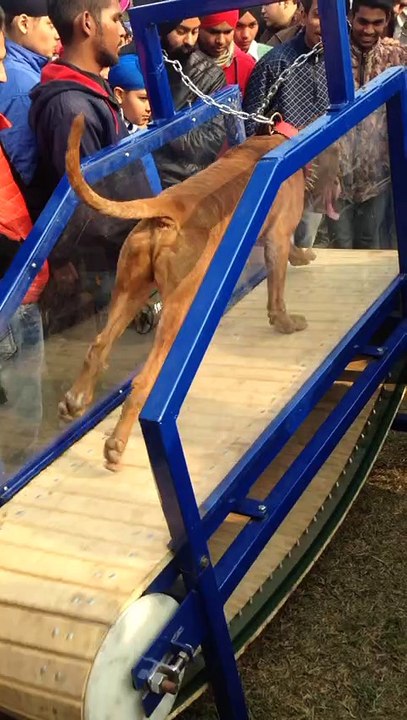 treadmill dog show