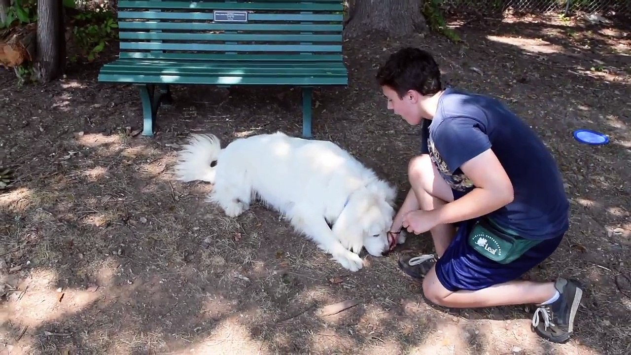 Bailey at Playtime!-dBnt2EvH83M