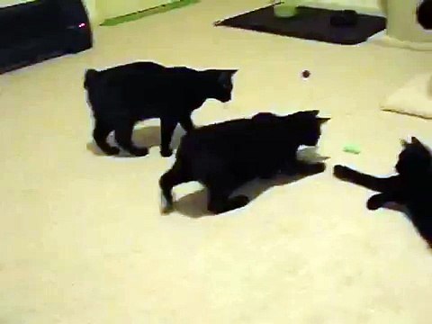 Bobtail Pounce!-Im8L_6KkwyA