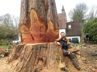 Big tree gets cut down with a chainsaw