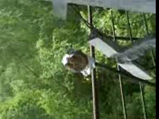 Steack vs airsoft guns(pa)