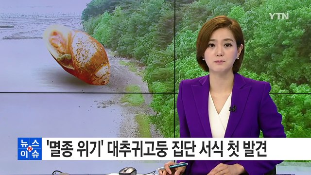 '멸종 위기' 대추귀고둥 집단 서식 첫 발견 / YTN (Yes! Top News)