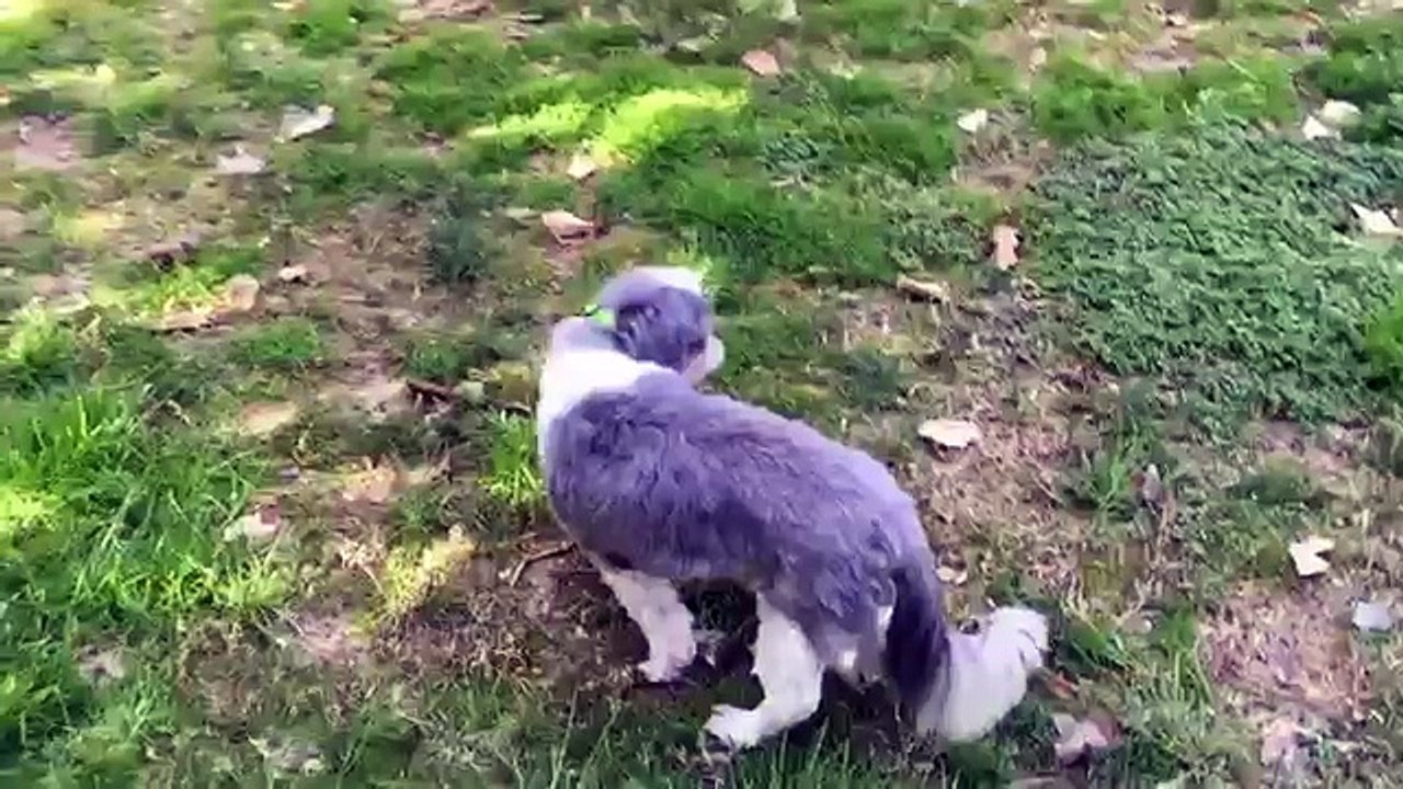 Furkids - Rocky-P4MrfSdMKBQ