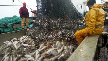 Hauling in a big catch of fish.