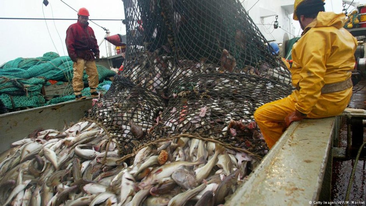 Hauling in a big catch of fish.