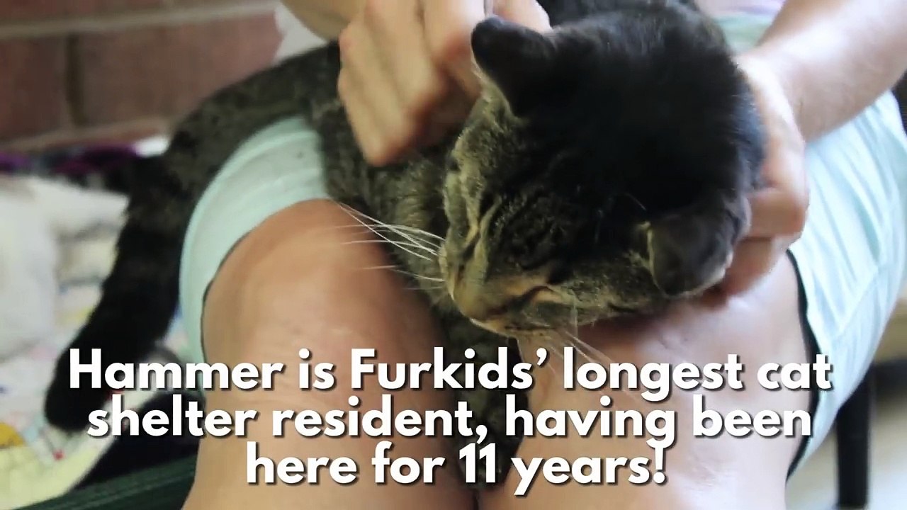 Hammer, Furkids' 11 year resident.-89wWmkXG9cQ