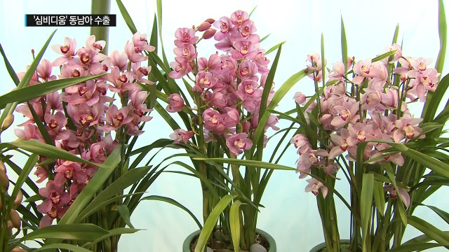 국산 심비디움 동남아 첫 수출 / YTN (Yes! Top News)