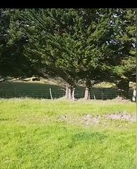 This Cow Thinks It's a Horse