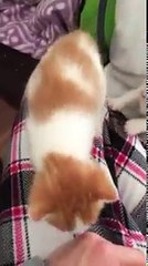 Urgent Four  - The Running Amok Kittens!-jnY6x7jxhhM