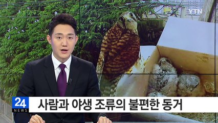 사람과 야생 조류의 '불편한 동거' / YTN (Yes! Top News)