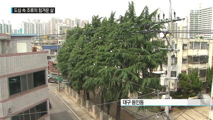 사람과 야생 조류의 '불편한 동거' / YTN (Yes! Top News)