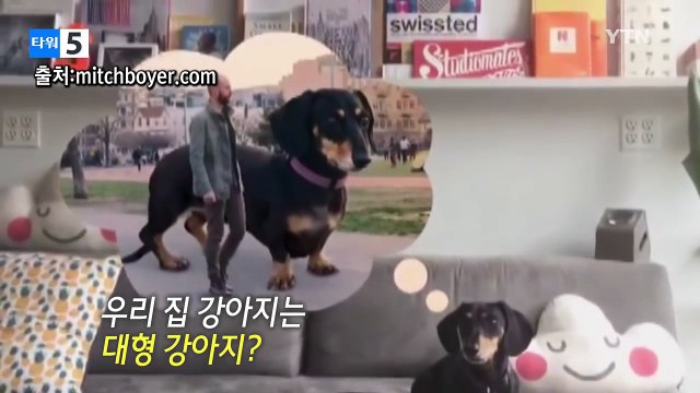 초대형 강아지가 거실 소파를 모두 차지했다면? / YTN (Yes! Top News)