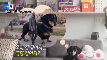 초대형 강아지가 거실 소파를 모두 차지했다면? / YTN (Yes! Top News)