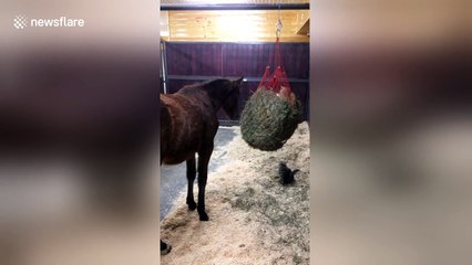 Kittens befriend horses in barn