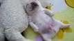 French Bulldog puppy sleeps in most adorable way imaginable!