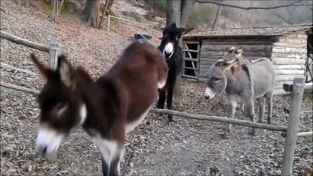 Cet âne est plus intelligent que ses potes