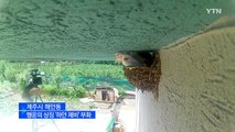 [영상] 행운의 상징 '하얀 제비' 부화 / YTN (Yes! Top News)