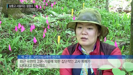 고온·가뭄에 해충...삼중고 시달리는 침엽수 / YTN (Yes! Top News)