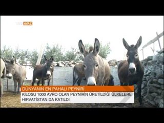 Dünyanın En Pahalı Peyniri - TRT Avaz Haber