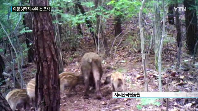 [단독영상] '야생 멧돼지도 엄마' 수유 장면 첫 포착 / YTN (Yes! Top News)