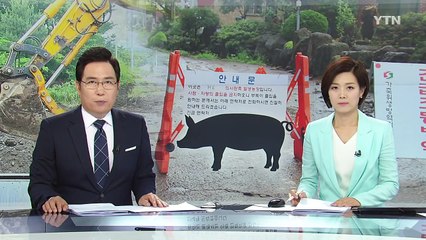 제주 18년 만에 '돼지 콜레라'...천3백 마리 매몰처분 / YTN (Yes! Top News)