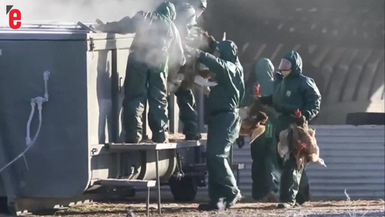 Grippe aviaire: des milliers de canards abattus dans le Sud-Ouest