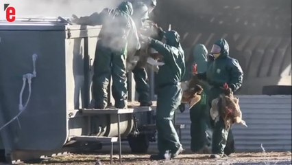Grippe aviaire: des milliers de canards abattus dans le Sud-Ouest