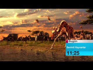 18 Ekim Cuma Sevimli Hayvanlar