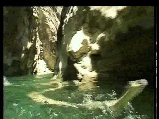 Hayvan Hikayeleri 21.00'de TRT Okul'da...