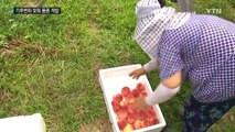 기후변화에 맞춘 과일 농가소득 '효자' / YTN (Yes! Top News)