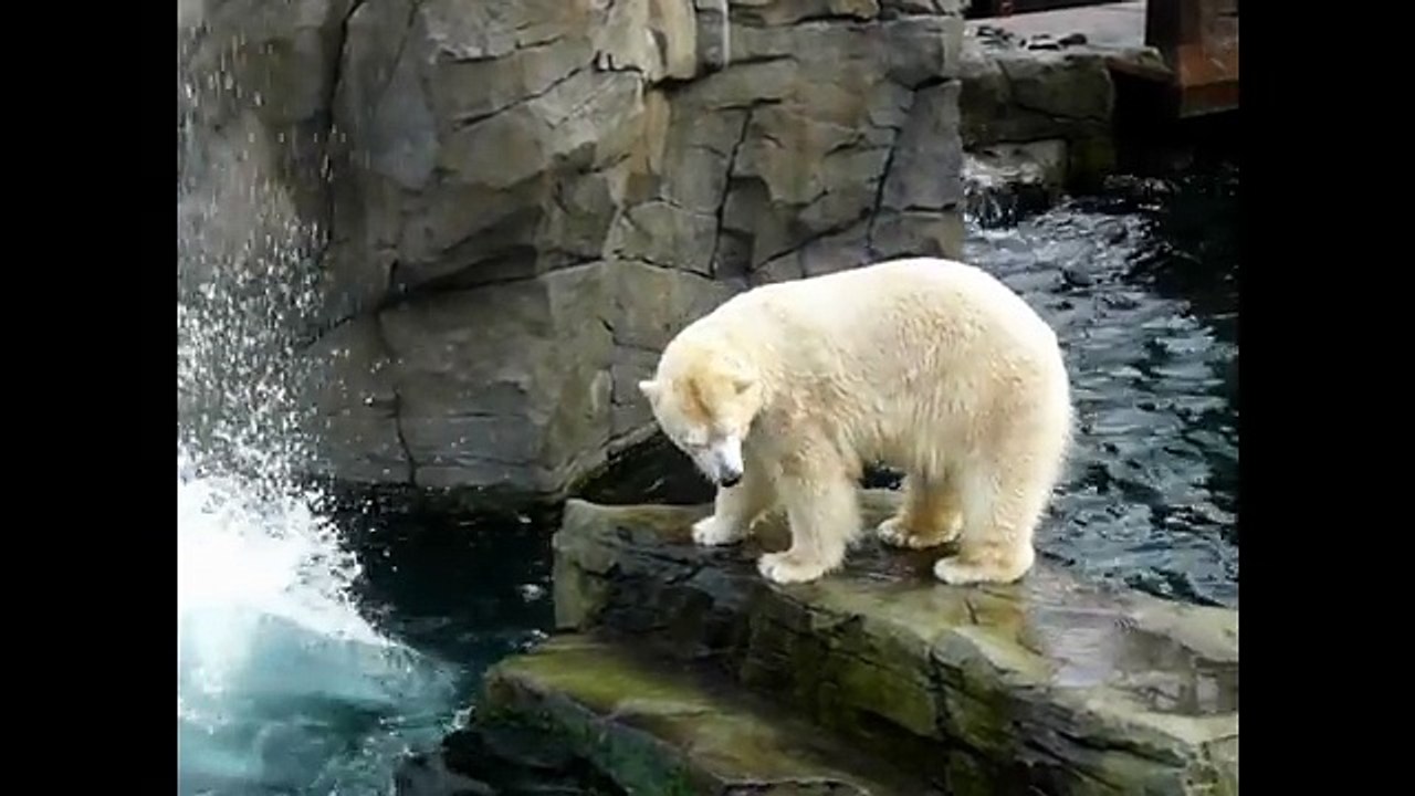 Polar Bears for Kids, Polar Bear Cubs at the Zoo, Arctic Bear Swimming